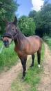 Cheval loisir