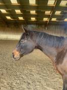 Cheval loisir