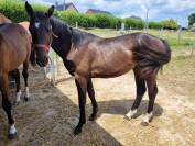 Etalon 1 an à vendre