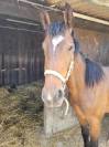 Etalon 1 an à vendre