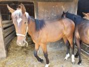 Etalon 1 an à vendre