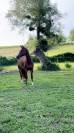 Caballo castrado Silla Francés En venta 2019 Alazán
