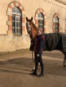 Caballo castrado Silla Francés En venta 2019 Alazán