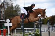 Caballo castrado Silla Francés En venta 2019 Alazán
