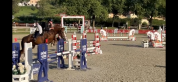 Caballo castrado Silla Francés En venta 2019 Alazán
