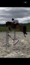 Caballo castrado Silla Francés En venta 2019 Alazán