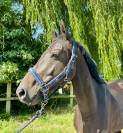 Super jument kwpn 1m56 de 4 ans