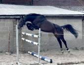 Super jument kwpn 1m56 de 4 ans