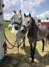 PFS poney d 