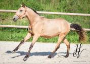 Pouliche PSL Par Miura De Cais x Esperta Sernadinha 