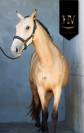 Filly Lusitano For sale 2023 Buckskin