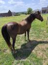 Poney mâle Welsh Section B (2010)