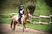 Jument de 6 ans cso