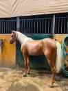 Caballo español y luzoarabe