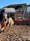 Caballo español y luzoarabe