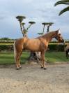 Caballo español y luzoarabe