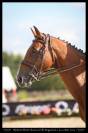 Hongre idéal cso et hunter 