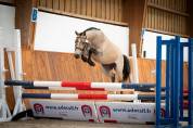 Poney welsh 3 ans 