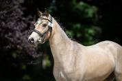 Poney welsh 3 ans 