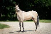 Poney welsh 3 ans 