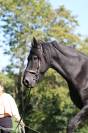 Arabo-Frison