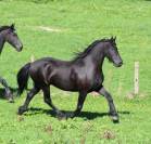 Arabo-Frison
