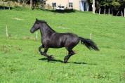 Arabo-Frison