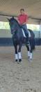 Amaizing P.R.E black horse 
