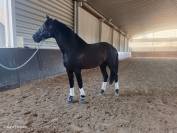Amaizing P.R.E black horse 