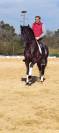 Amaizing P.R.E black horse 