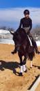 Amaizing P.R.E black horse 