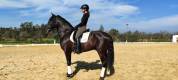 Amaizing P.R.E black horse 