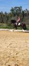 Amaizing P.R.E black horse 