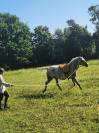 Cheval hongre 7 ans