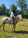 Cheval hongre 7 ans