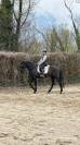 PRE hongre noir – 15 ans – Haute école / Dressage / Spe