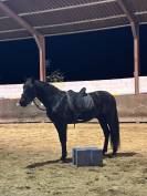 PRE hongre noir – 15 ans – Haute école / Dressage / Spe