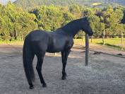 PRE hongre noir – 15 ans – Haute école / Dressage / Spe
