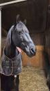 PRE hongre noir – 15 ans – Haute école / Dressage / Spe