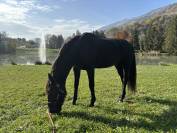 PRE hongre noir – 15 ans – Haute école / Dressage / Spe