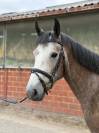 Caballo castrado sBs Caballo de Deporte Belga En venta 2022 Tordo por SISLEY DE LA TOUR VIDAL