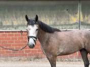 Caballo castrado sBs Caballo de Deporte Belga En venta 2022 Tordo por SISLEY DE LA TOUR VIDAL