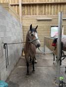 Caballo castrado sBs Caballo de Deporte Belga En venta 2022 Tordo por SISLEY DE LA TOUR VIDAL