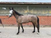 Caballo castrado sBs Caballo de Deporte Belga En venta 2022 Tordo por SISLEY DE LA TOUR VIDAL
