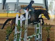 Cavalla Italiana da salto 