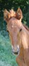 Poulain SF (papillon de l odyssee x ernest )