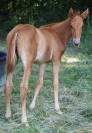 Poulain SF (papillon de l odyssee x ernest )