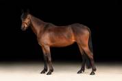femelle PFS 4 ans 