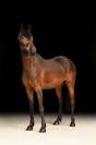 femelle PFS 4 ans 