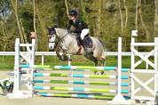 Hongre connemara 6 ans 